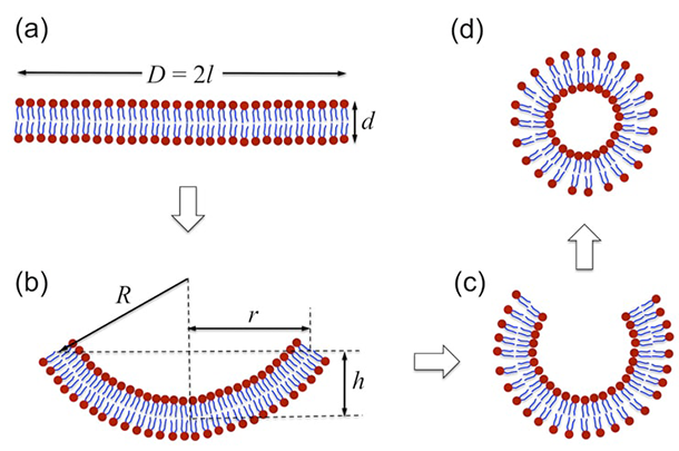 A schematic illustration of vesicle formation via self-assembly. Driven by hydrophobic interaction along the free edge, a circular membrane patch curves into a spherical cap and eventually closes to form a vesicle.