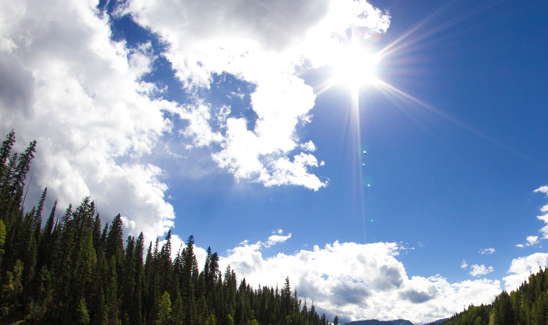 Sun shining over trees