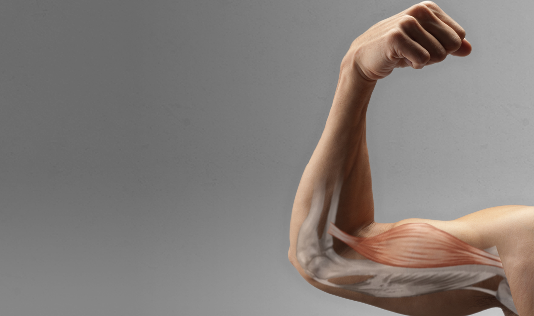Illustration of bones and muscle in flexed arm