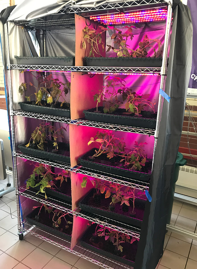 Tomato plants stacked under LED lights