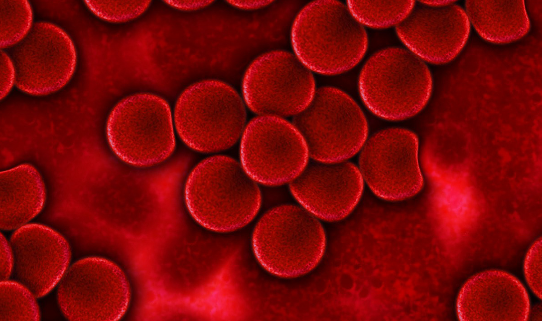 Close up of blood cells