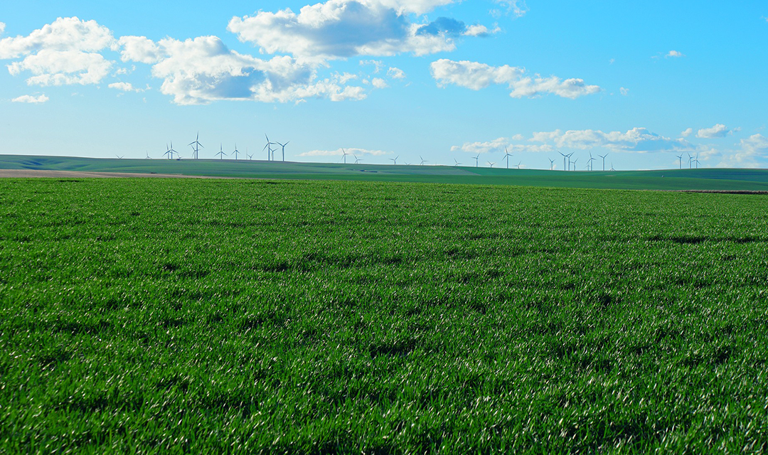 Windmills in field