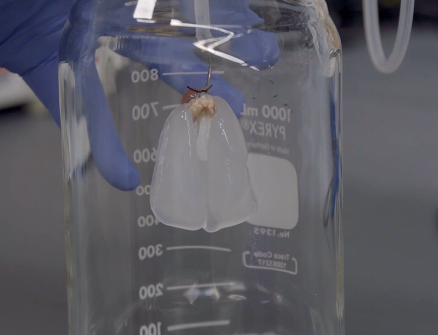 Small lungs in glass jar