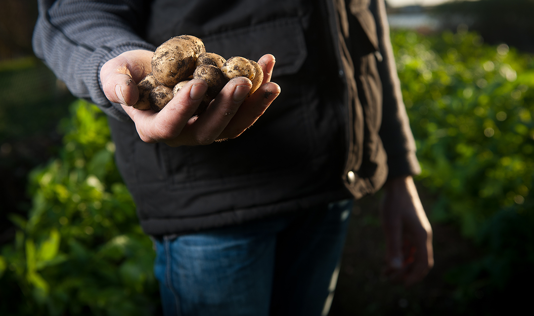 Farmer holding potatoes 