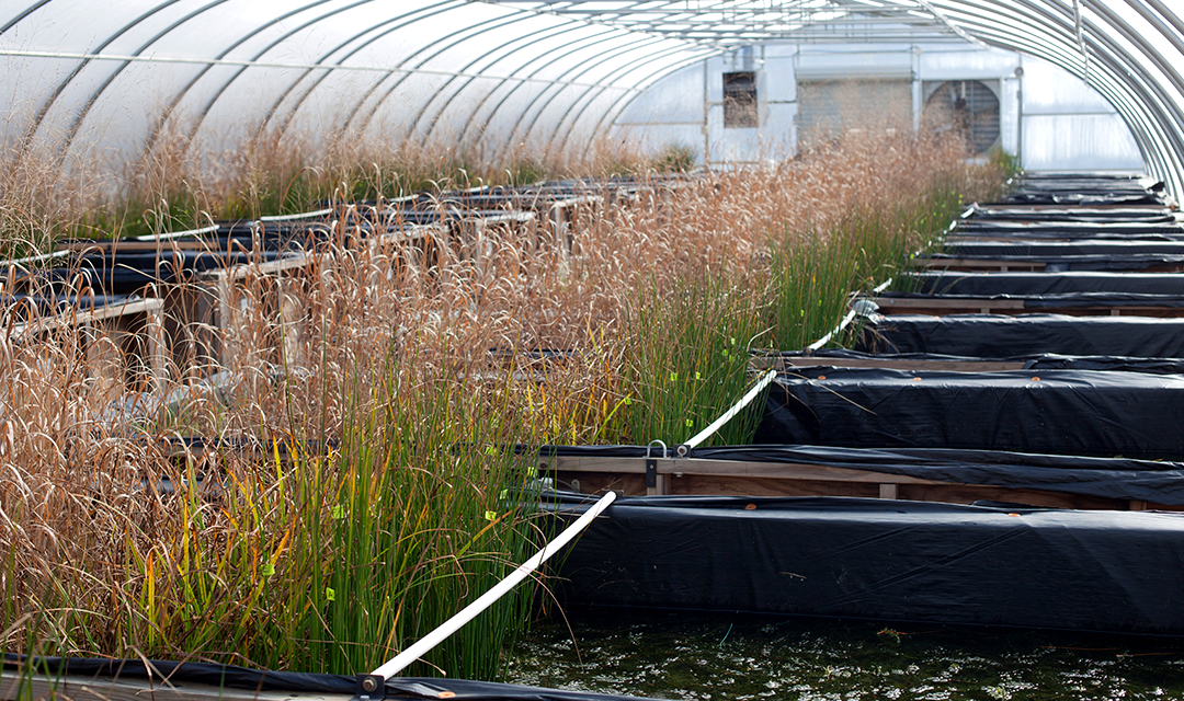 Mesocosms