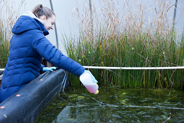 A student adding nanoparticles to the mesocosm