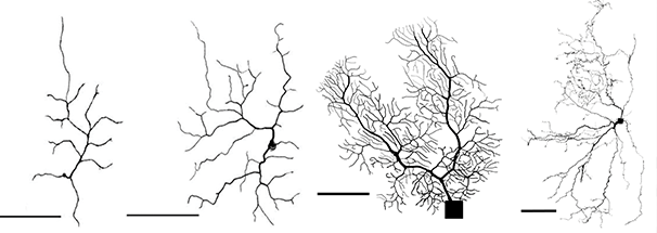 Four images of neuron geometry