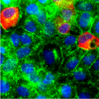 A cell monolayer with immunofluorescence performed against E-cadherin