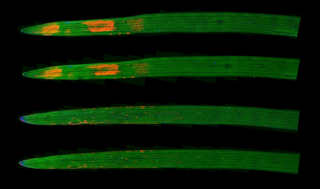 X-ray mapping of gold moving through wheat leaves, which looks likes thin green brush strokes that have been painted from the left to right which spots of gold