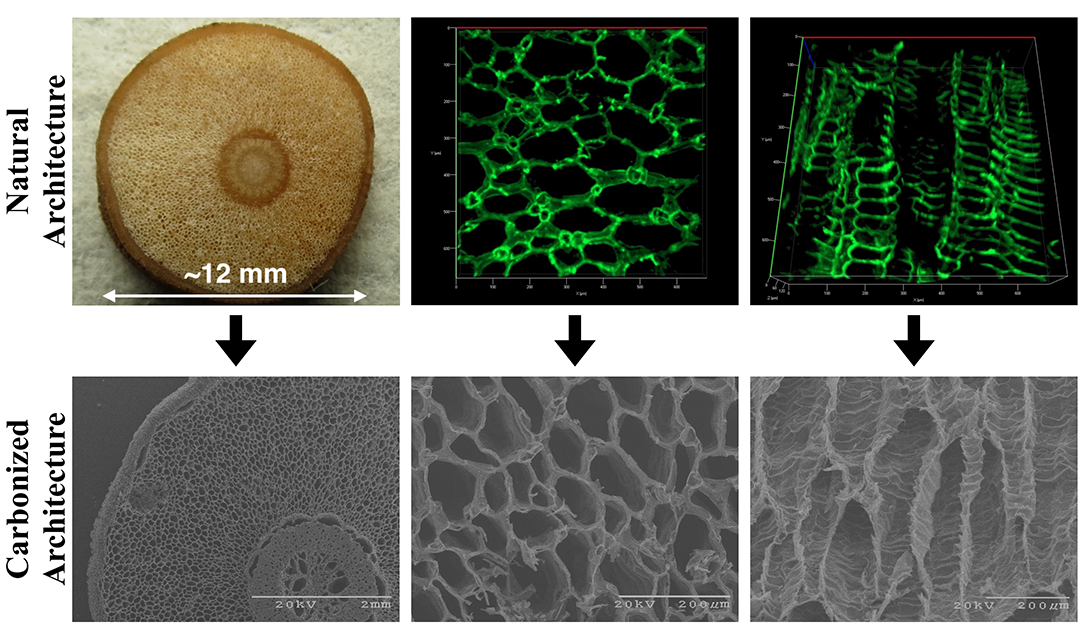 A technical image comparing carbonized and natural architecture