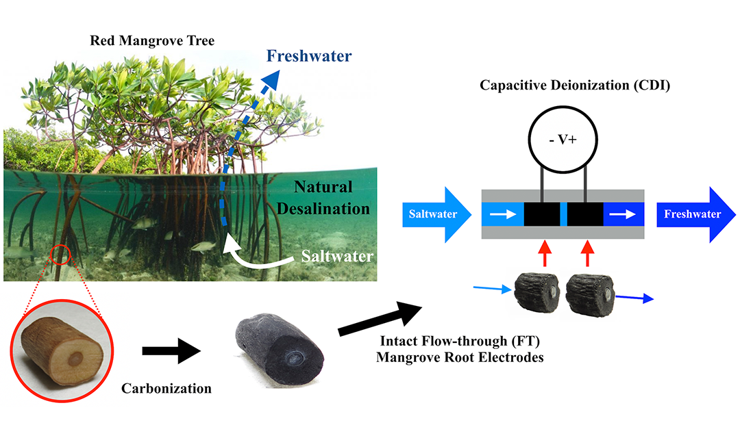 mangrove tree diagram