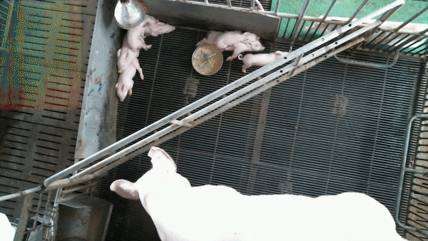 Video of a mother pig and her piglets moving around inside their pen.