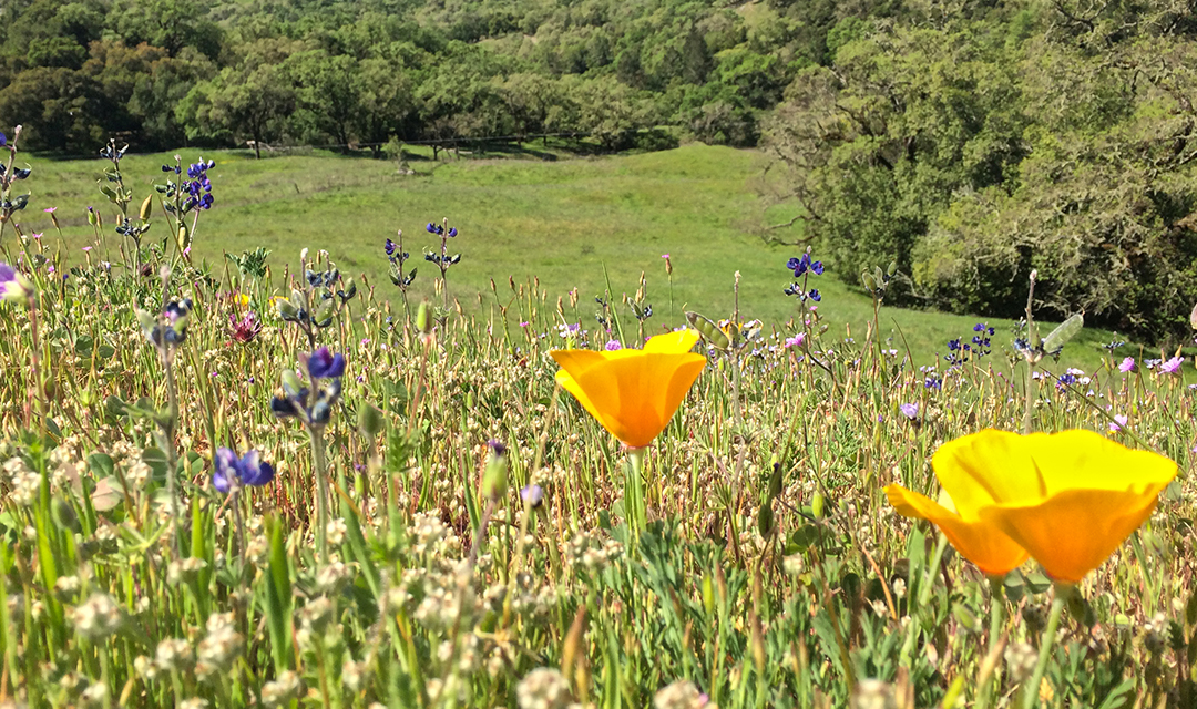 Field with flowers