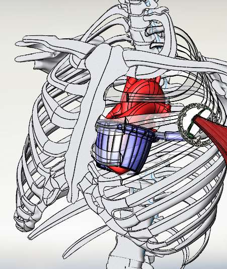 internal muscle energy converter