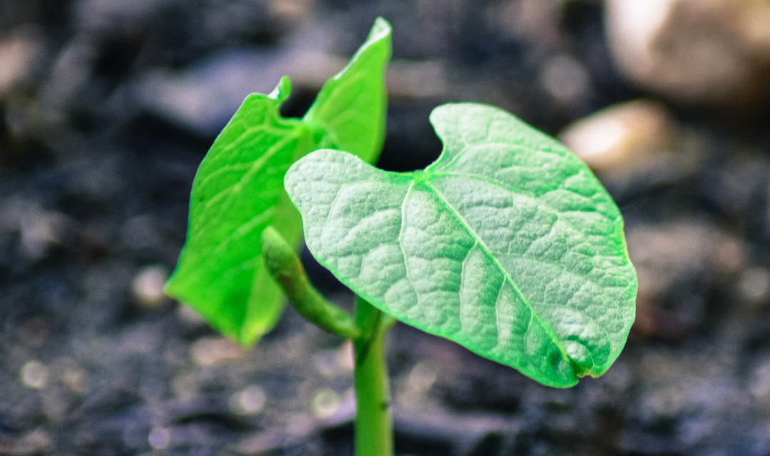 Newly sprouted plant with two leaves