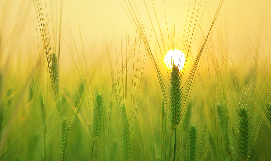 Tops of long grass at sunset