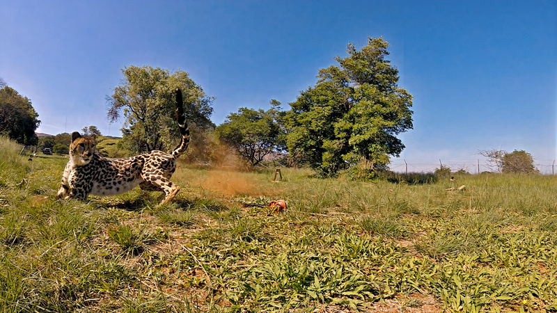 a cheetah running