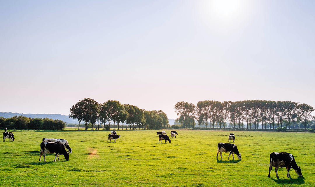 Cow grazing in a field