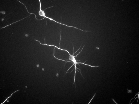 Two neurons with barely any connections between them
