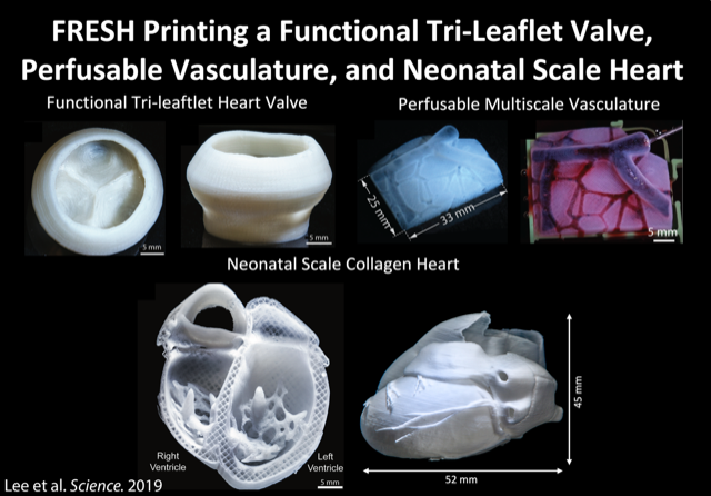 Technical graphic showing the size of each part of the 3D printed heart
