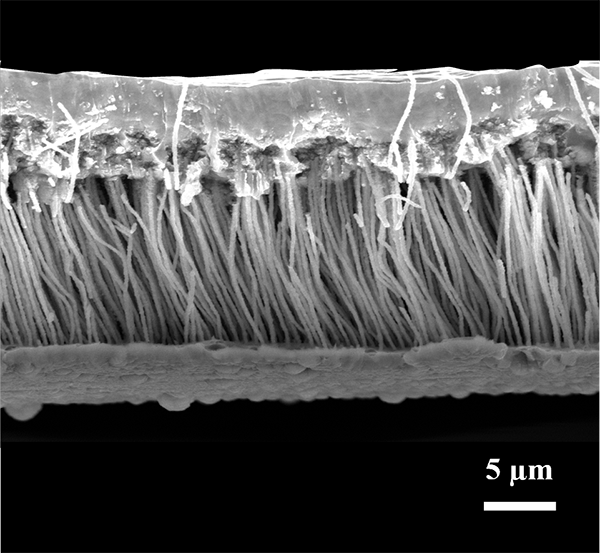 A tube with hairlike structures inside