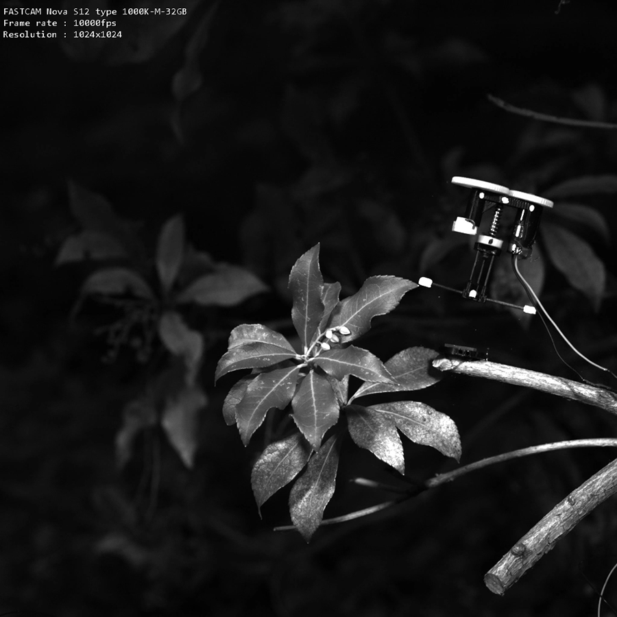 A black-and-white photo of the robot jumping on a plant at night time
