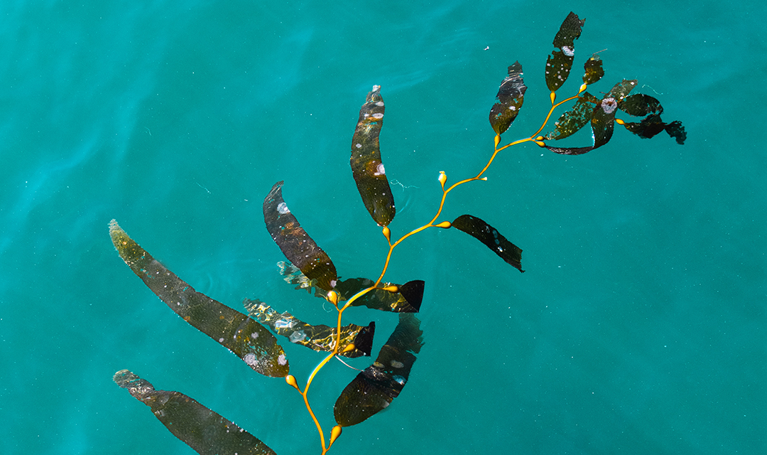 Seaweed floating in water
