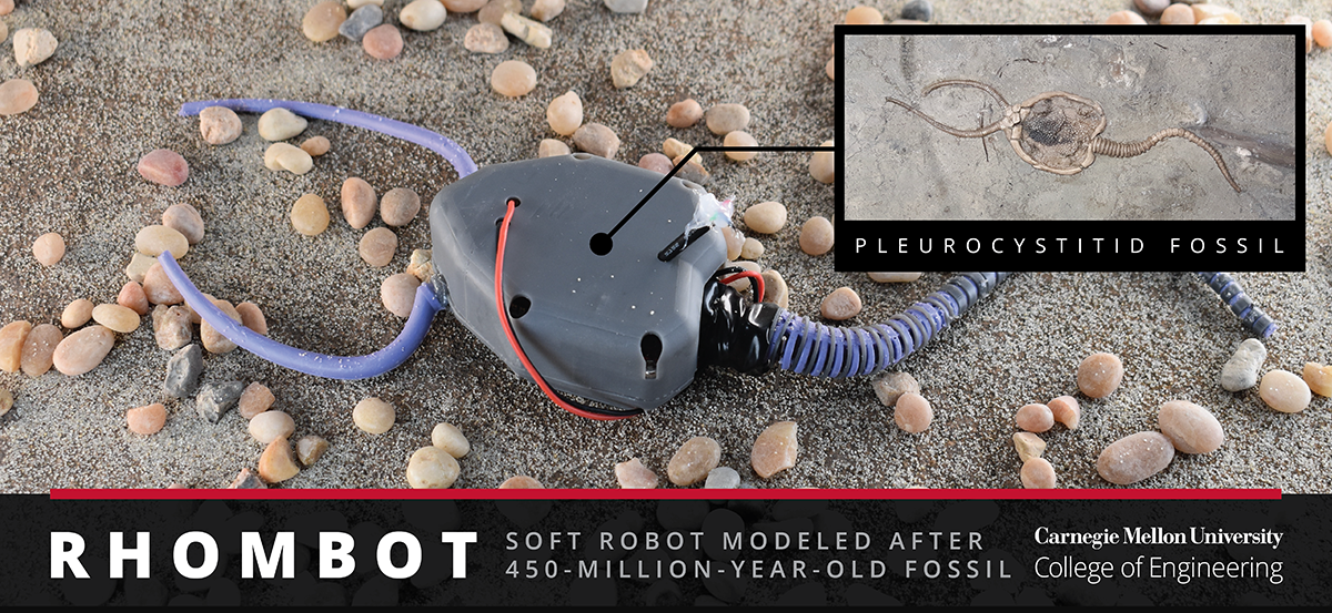Rhombot shown with the original fossil that the robot is modeled after