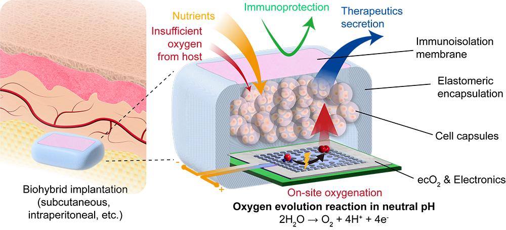 Schematic showing biohybrid implantation and how oxygen moves about in the system
