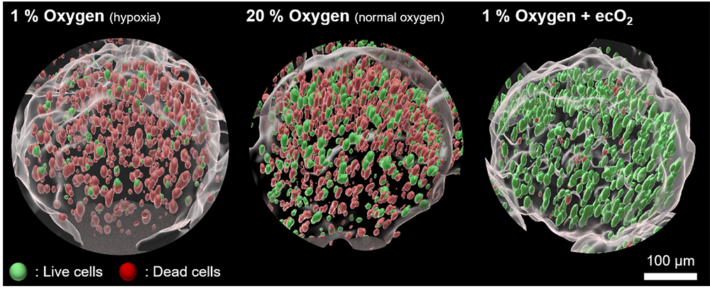 Three groups for comparison: in the hypoxia group, there are almost all dead cells. When normal oxygen is added, there are half dead cells and half live ones. However, when you add both oxygen and ecO2, almost all the cells are alive.
