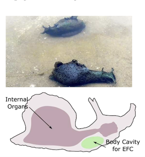 Sea slugs with internal organs and body cavity shown