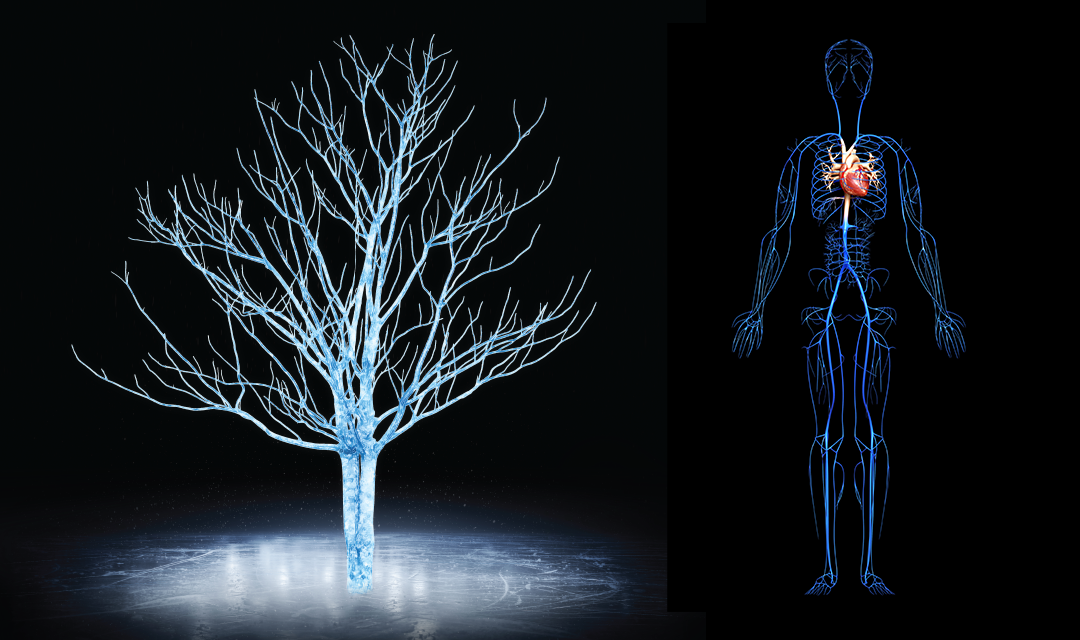 3d ice printed tree next to an outline of the human circulatory system