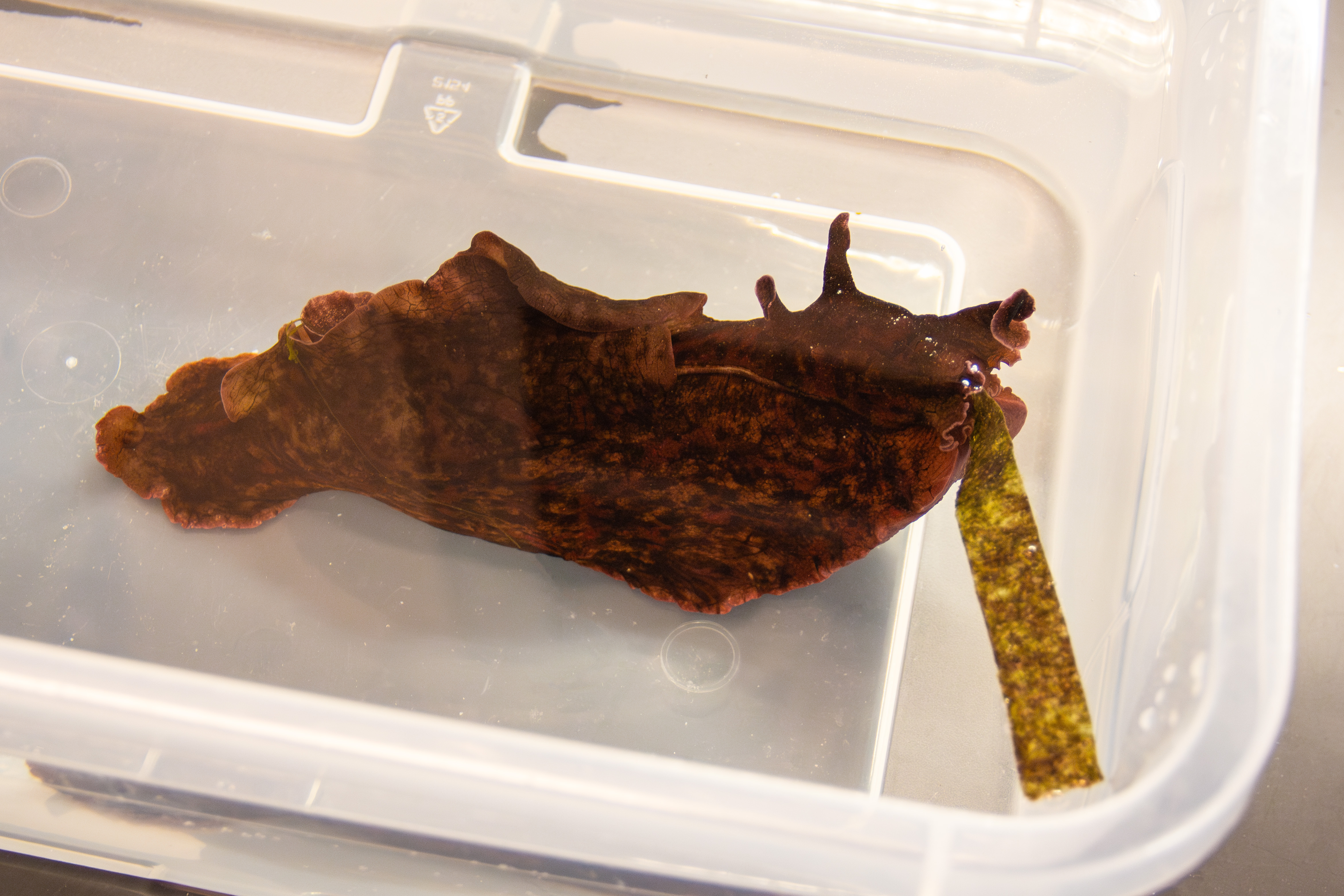 A sea slug in a plastic container