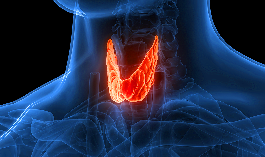 Thyroid gland shown on a human CGI skeleton