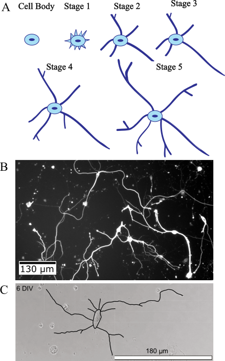 Cell bodies at stages one through five, showing growth