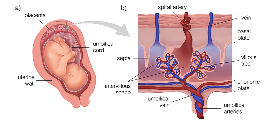 A graphic showing each specific part of the placenta