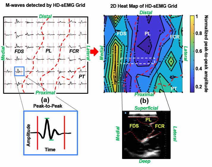 Visual representation of different wave types, highlighting their locations with labeled sections for clarity.