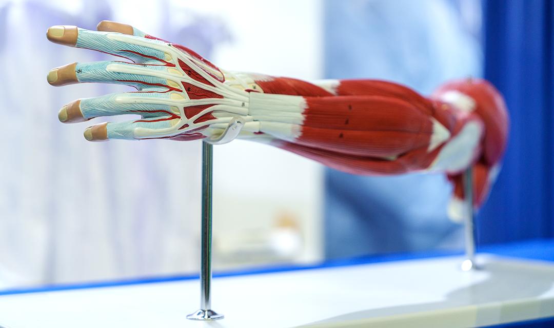 A detailed model of a human arm displayed on a stand, showcasing anatomical features.