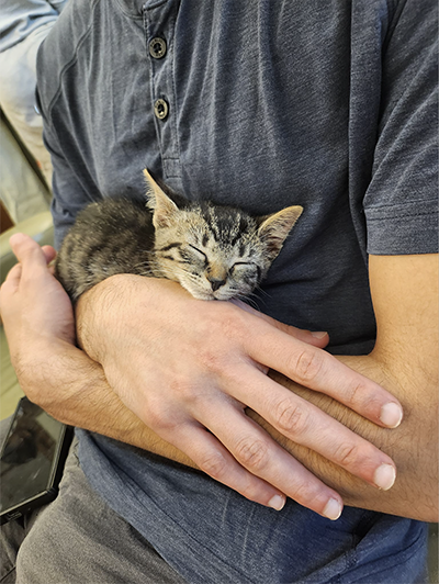 A small brown kitten sleeps in someone’s arms.
