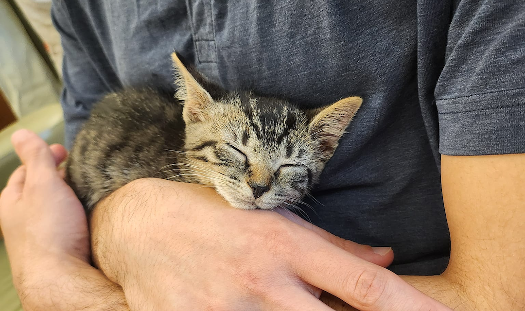 A adorable little happy kitten curled up in a human's arms