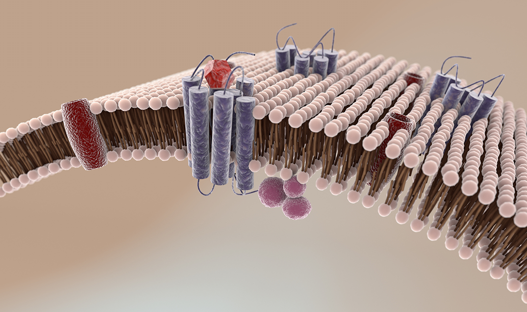 Illustration of receptors embedded in a lipid bilayer cell membrane. Inside the cell, the receptors are coupled with G-proteins. Outside the cell, a molecule approaches a receptor, indicating the process of binding and signaling.