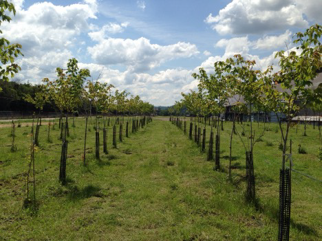 An apple orchard with baby trees
