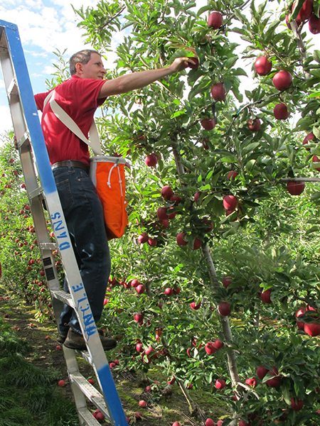 A man on a ladder picking apples