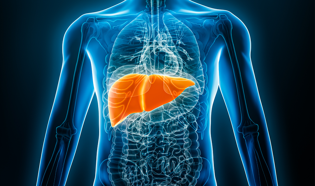 illustration of human body, highlighting the liver