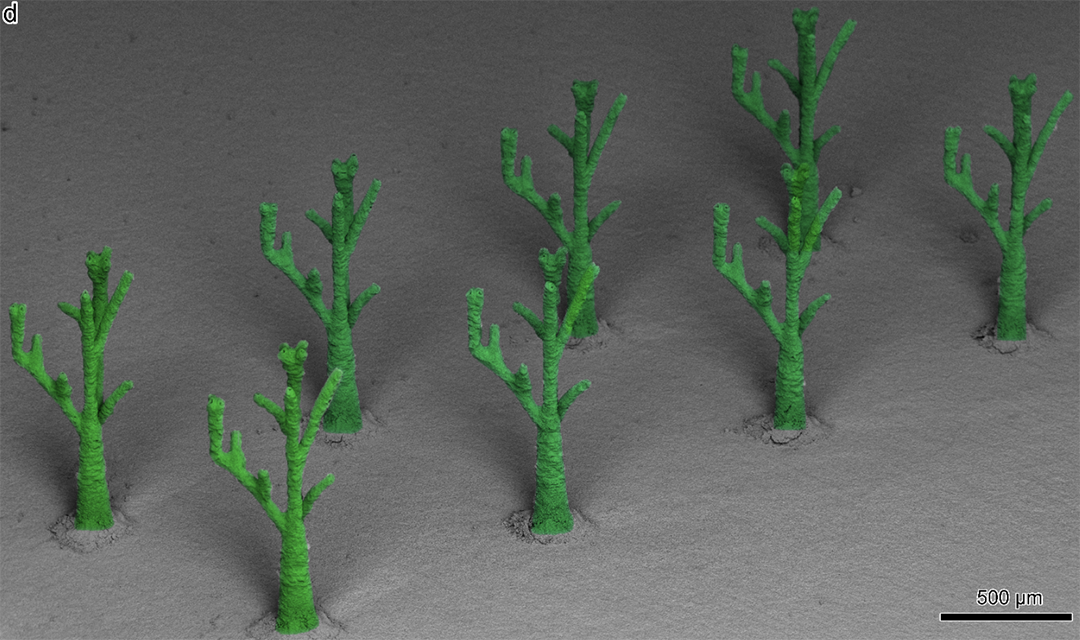 Freestanding 3D mxene, which looks like little trees