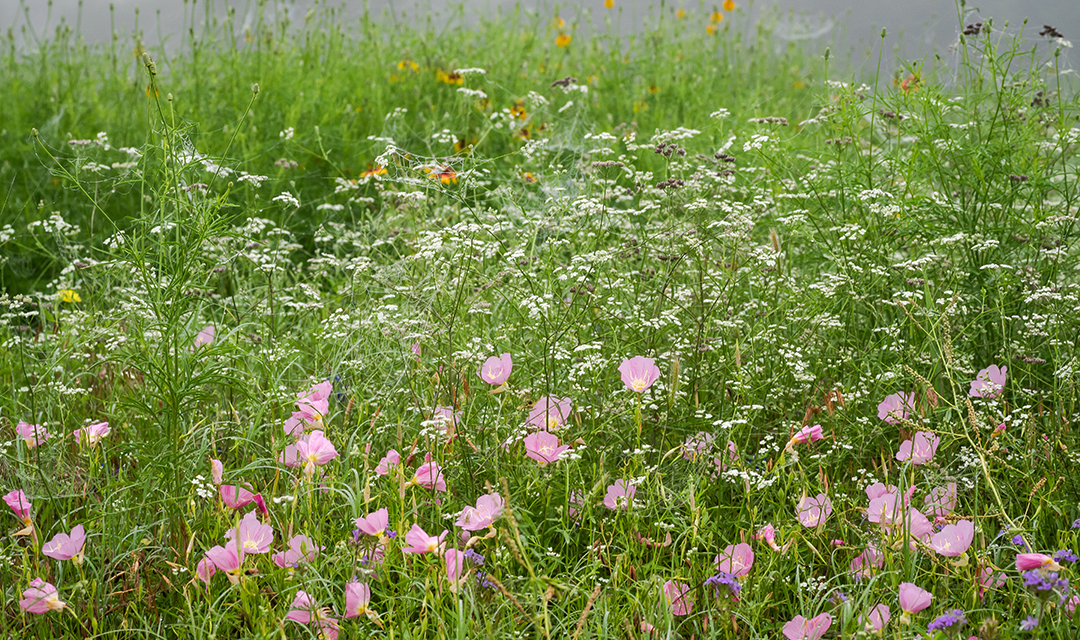 Wildflowers in a green field