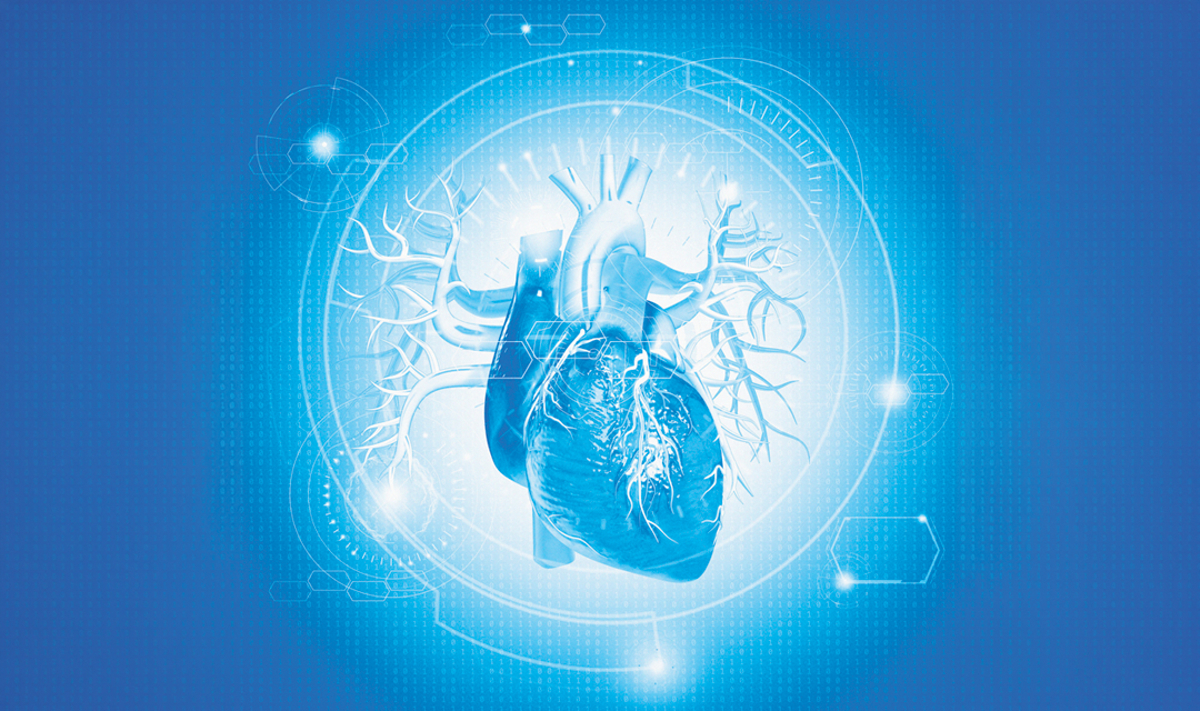 A human heart where you can see all the veins and arteries that connect to the organ