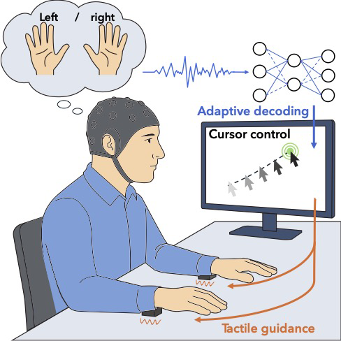 Illustration of a person wearing an EEG cap using brain signals and tactile feedback to adaptively decode left/right intentions for cursor control on a computer screen.