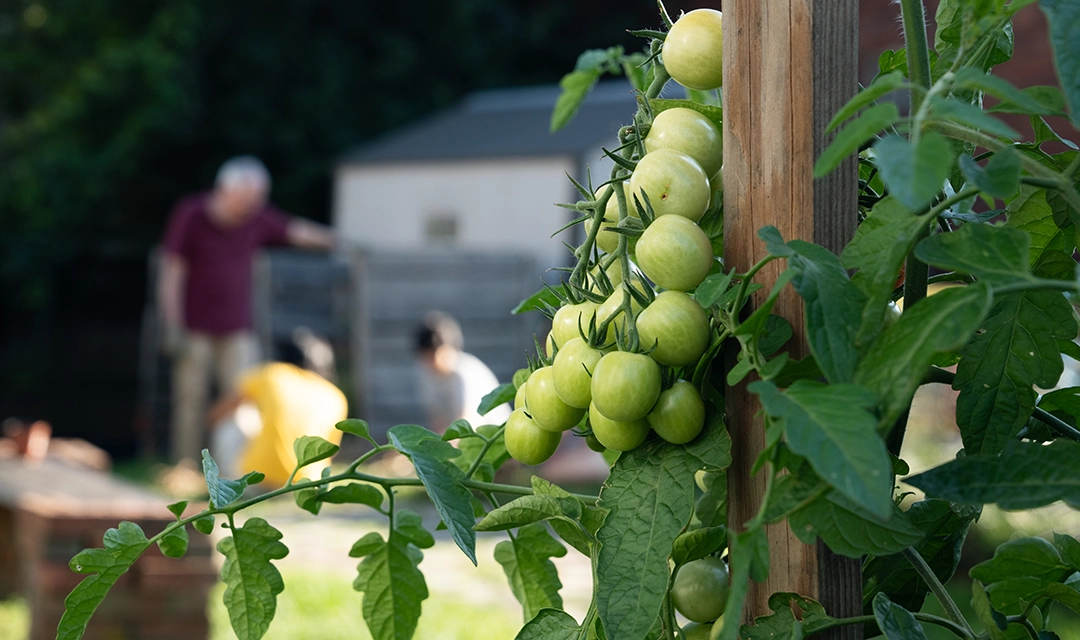photo of tomatoes on a vine in the foreground and people working in a garden in the background