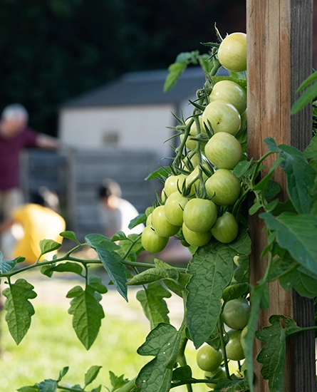 photo of tomatoes on a vine in the foreground and people working in a garden in the background